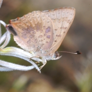 Paralucia aurifera at Wee Jasper, NSW - 17 Jan 2023