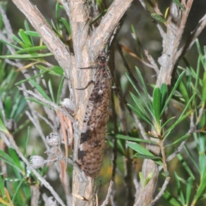 Archichauliodes sp. (genus) at Wee Jasper, NSW - 17 Jan 2023