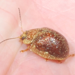 Paropsis variolosa at Wee Jasper, NSW - 17 Jan 2023