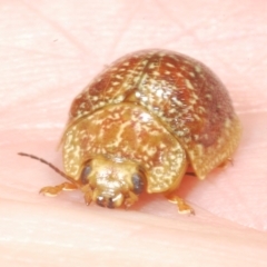 Paropsis variolosa at Wee Jasper, NSW - 17 Jan 2023