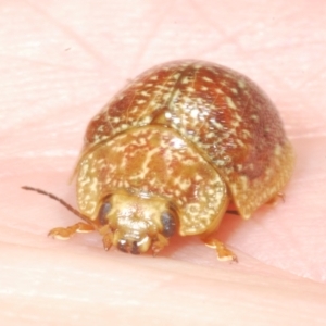 Paropsis variolosa at Wee Jasper, NSW - 17 Jan 2023