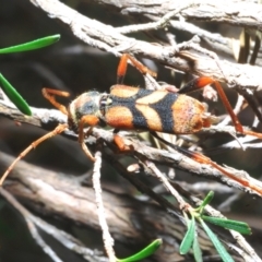 Aridaeus thoracicus (Tiger Longicorn Beetle) at Wee Jasper, NSW - 17 Jan 2023 by Harrisi