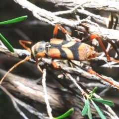 Aridaeus thoracicus (Tiger Longicorn Beetle) at Wee Jasper, NSW - 16 Jan 2023 by Harrisi