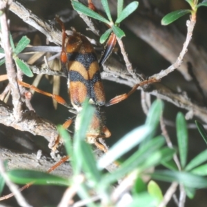 Aridaeus thoracicus at Wee Jasper, NSW - 17 Jan 2023
