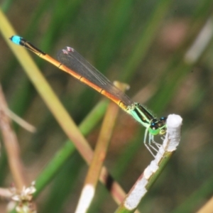 Ischnura aurora at Wee Jasper, NSW - 17 Jan 2023