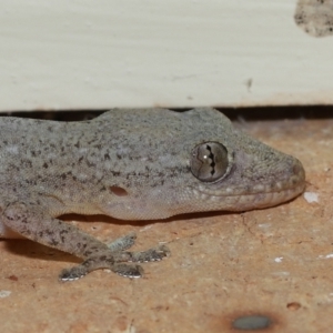 Hemidactylus frenatus at Wellington Point, QLD - 18 Jan 2023