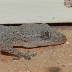 Hemidactylus frenatus (Asian House Gecko) at Wellington Point, QLD - 18 Jan 2023 by TimL