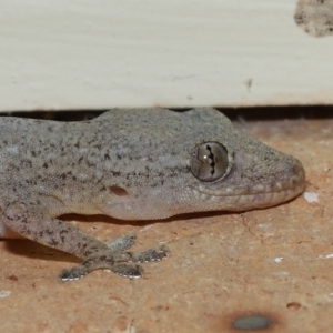 Unidentified Monitor/Gecko (TBC) at suppressed by TimL