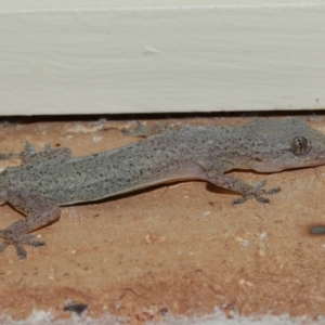 Hemidactylus frenatus at Wellington Point, QLD - 18 Jan 2023