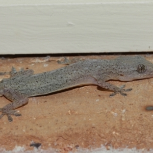 Hemidactylus frenatus at Wellington Point, QLD - suppressed