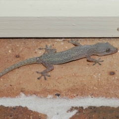 Hemidactylus frenatus at Wellington Point, QLD - suppressed