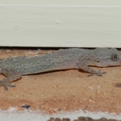 Hemidactylus frenatus at Wellington Point, QLD - suppressed