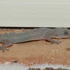 Hemidactylus frenatus at Wellington Point, QLD - 18 Jan 2023