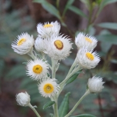 Coronidium elatum subsp. elatum (Tall Everlasting) at Alpine, NSW - 31 Aug 2022 by JanHartog