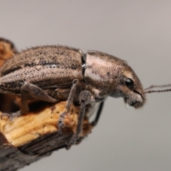 Naupactus leucoloma (White-fringed weevil) at Wellington Point, QLD - 17 Jan 2023 by TimL