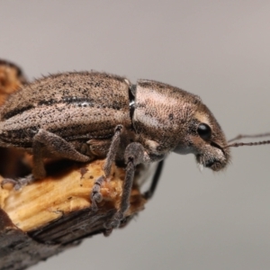Naupactus leucoloma at Wellington Point, QLD - suppressed