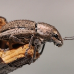 Unidentified Weevil (Curculionoidea) at Wellington Point, QLD - 17 Jan 2023 by TimL