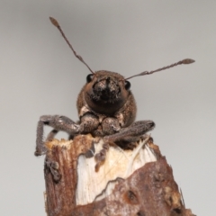 Naupactus leucoloma at Wellington Point, QLD - suppressed