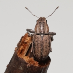 Naupactus leucoloma at Wellington Point, QLD - suppressed