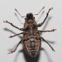Naupactus leucoloma at Wellington Point, QLD - suppressed