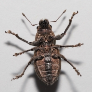 Naupactus leucoloma at Wellington Point, QLD - suppressed