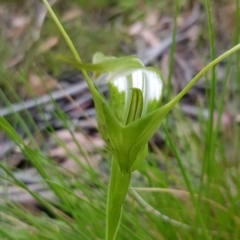 Pterostylis falcata at Mount Clear, ACT - 18 Jan 2023