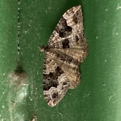 Epyaxa sodaliata (Sodaliata Moth, Clover Moth) at Curtin, ACT - 9 Jan 2023 by RAllen