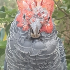 Callocephalon fimbriatum (Gang-gang Cockatoo) at Cook, ACT - 12 Jan 2023 by TonyAshton