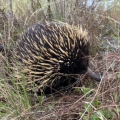 Tachyglossus aculeatus (Short-beaked Echidna) at Tuggeranong Hill - 18 Jan 2023 by Shazw