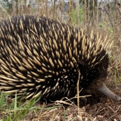 Tachyglossus aculeatus at Theodore, ACT - 19 Jan 2023