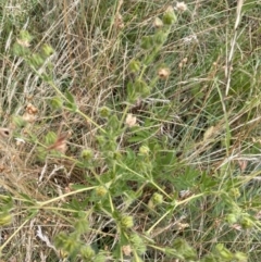 Potentilla recta at Taylor, ACT - 19 Jan 2023