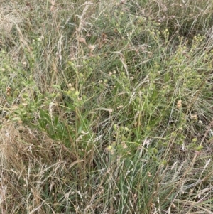 Potentilla recta at Taylor, ACT - 19 Jan 2023 10:47 AM