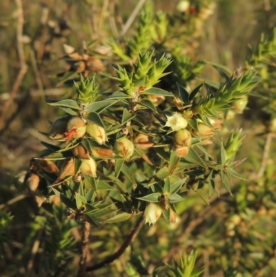 Melichrus urceolatus (Urn Heath) at Melrose - 15 Oct 2022 by michaelb