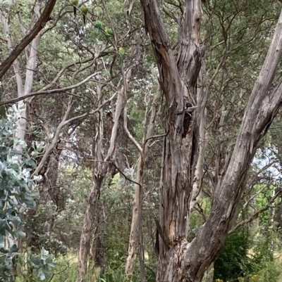 Polytelis swainsonii (Superb Parrot) at Red Hill to Yarralumla Creek - 18 Jan 2023 by Jenny54