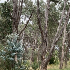 Polytelis swainsonii at Garran, ACT - suppressed