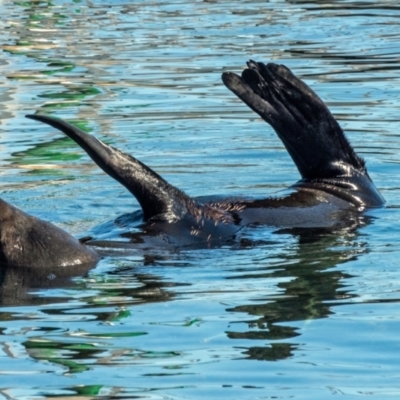 Arctocephalus pusillus doriferus (Australian Fur-seal) at North Narooma, NSW - 3 Dec 2022 by Philip