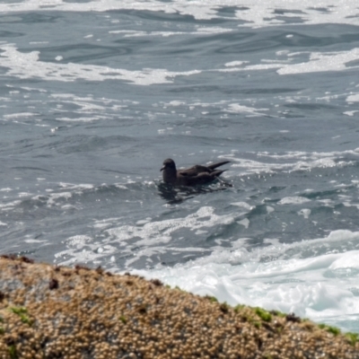 Ardenna pacifica (Wedge-tailed Shearwater) at Bingie, NSW - 2 Dec 2022 by Philip