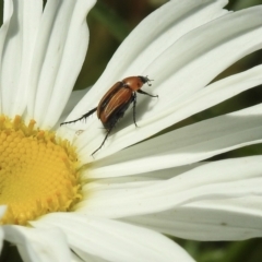 Phyllotocus ruficollis (Nectar scarab) at Burradoo, NSW - 8 Jan 2023 by GlossyGal