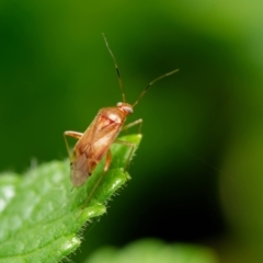 Miridae (family) (Unidentified plant bug) at Downer, ACT - 18 Jan 2023 by RobertD