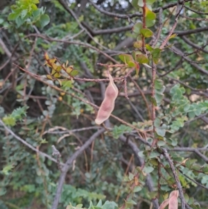 Acacia pravissima at Kambah, ACT - 16 Jan 2023 07:16 AM