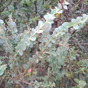 Acacia pravissima at Kambah, ACT - 16 Jan 2023