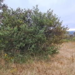 Acacia pravissima at Kambah, ACT - 16 Jan 2023