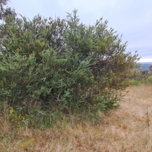 Acacia pravissima at Kambah, ACT - 16 Jan 2023 07:16 AM