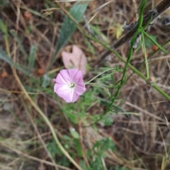 Convolvulus angustissimus subsp. angustissimus (Australian Bindweed) at Wanniassa Hill - 14 Jan 2023 by LoisElsiePadgham