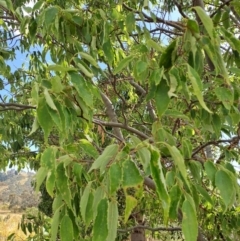 Celtis australis (Nettle Tree) at Fadden, ACT - 15 Jan 2023 by LPadg