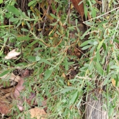 Hibbertia obtusifolia (Grey Guinea-flower) at Fadden, ACT - 19 Jan 2023 by LoisElsiePadgham