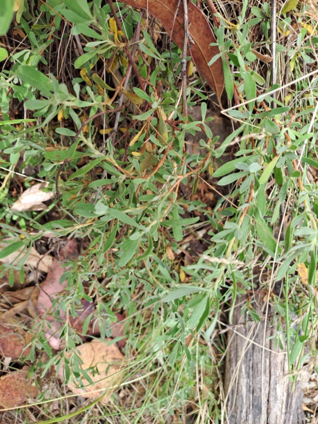 Hibbertia obtusifolia at Fadden, ACT - 19 Jan 2023