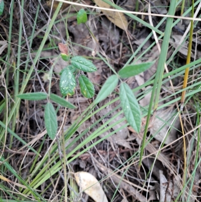 Grona varians (Slender Tick-Trefoil) at Wanniassa Hill - 19 Jan 2023 by LoisElsiePadgham