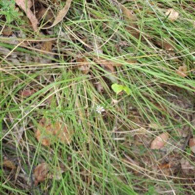 Vittadinia cuneata var. cuneata (Fuzzy New Holland Daisy) at Wanniassa Hill - 19 Jan 2023 by LoisElsiePadgham