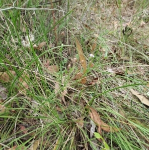 Vittadinia cuneata var. cuneata at Macarthur, ACT - 19 Jan 2023 01:34 PM